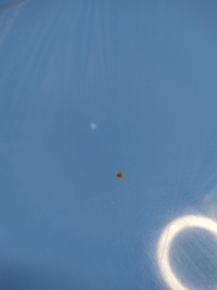 фото thumb №11, Капот кришка двигуна fiat panda ii 2