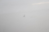 фото thumb №10, Opel combo d fiat doblo ii 10r- дверь левая передние левый перед 249