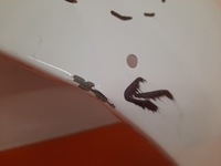 фото thumb №8, Dacia sandero ii 12-20 крило перед праві переднє 631226760r