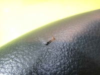 фото thumb №8, Suzuki swift mk7 13r подушка безопасности подушка водителя