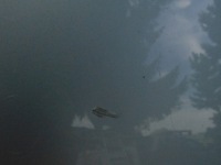 Капот крышка двигателя audi a6 c6 4f ly7w 04-12r Недорого, фото thumb