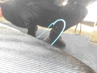 фото thumb №12, Капот крышка двигателя skoda octavia iv 4 19-