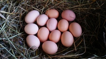 ProZdrowo STRONG EGG Витамины Повышенная яйценосность Твердая скорлупа 2кг