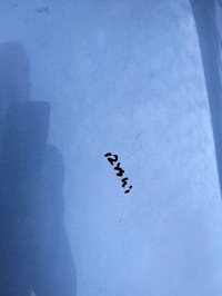 фото thumb №7, Крила правий перед renault grand scenic iii колір terpa lata 2008-2012