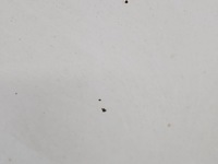 фото thumb №3, Капот передняя renault master ii 03-10 белый