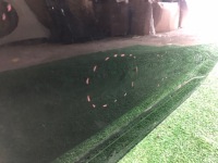 фото thumb №2, Двері передні праве toyota rav4 v