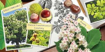 Я расту и открываю. Деревья вокруг нас: тайны