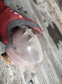 фото thumb №5, Бачок розширювальний opel vectra b