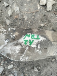 Рулевая рейка трансмиссия audi a2 0230080053001 Оригинал, фото thumb