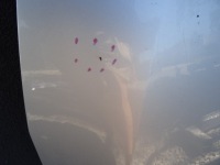 фото thumb №3, Opel astra k капот z176 идеальное состояние