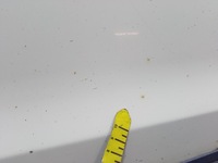 фото thumb №10, Kia picanto i двері зад ліві чіткий білий [ud]