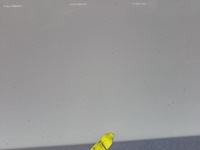 фото thumb №11, Audi a4 b8 дверь перед левая передние ly9c