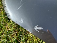 фото thumb №10, Капот volvo xc60 ii 2 31416606 оригінал сіра giełda po