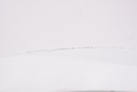 фото thumb №6, Крыло правые перед переднее белый ford focus mk3 рестайлинг 14-20