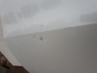 фото thumb №12, Opel zafira c iii 12- дверь левая задние левый задняя 2012-