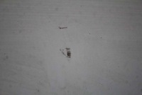 фото thumb №6, Дверь левая перед передние аксессуары renault laguna 3 iii купе monaco gp 07-11