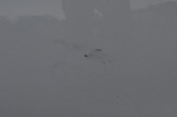 фото thumb №12, Opel insignia a двері лівий перед ліва передні