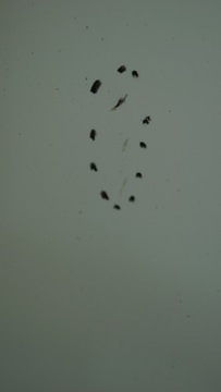 фото thumb №10, Peugeot 207 sw рестайлінг капот кришка перед ewpb