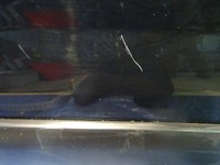 фото thumb №6, Двері праве перед expert scudo jumpy ii 07 exy exyb