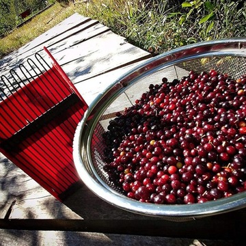 BIOWIN BLUEBERRY PICKER, ЧЕРНИЦА, СМОРОДИНА