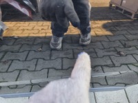 фото thumb №5, Kia sorento ii 09-14 дверь левый задняя eb