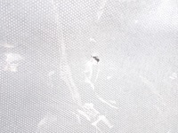 фото thumb №12, Обивка крышки багажника lexus is iii 200t 300 po lift 2018 europa