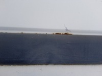 фото thumb №10, Двері лівий перед opel movano a