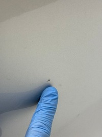 фото thumb №12, Audi a6 s6 c7 двері праве правий перед lx7w сріблястий idealne |wysyłka!