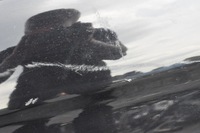 фото thumb №12, Ford fiesta mk8 дверь правый правое задняя задние