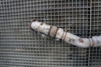 фото thumb №7, Катализатор фильтр fap dpf infiniti fx ii lift qx70 3.0d