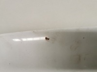 фото thumb №6, Капот крышка двигателя перед dacia sandero ii ov369