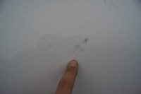 фото thumb №2, Двері лівий задня clio iv hb