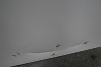 фото thumb №6, Дверь правый перед bmw e92 coupe 06-10 alpinweiss 3