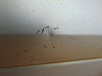 фото thumb №10, Дверь левый перед hyundai h1 2007-