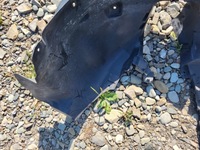 фото thumb №6, Подкрылок перед rifter berlingo iv 18- правое