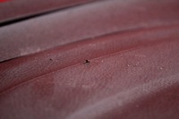 фото thumb №6, Приборная панель приборная консоль приборная панель подушка безопасности eu ford focus mk3 11-15