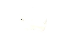 фото thumb №2, Бачок расширительный жидкость охлаждающий daewoo lanos 97- abakus