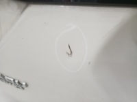 фото thumb №6, Кришка багажника задня задня subaru forester 22r