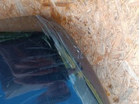 фото thumb №12, Бампер перед передний оригинал 53112-0h030 citroen c1