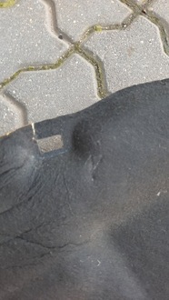 фото thumb №7, Шумоізоляція капот volvo c3 06-12r