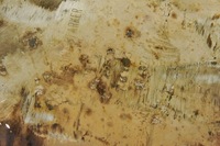 фото thumb №6, Hx348 audi q7 4l 3.0tdi катализатор гаситель