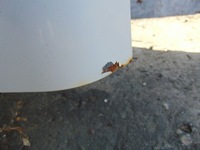 фото thumb №6, Двері праве задня berlingo partner iii 2008- ewpa