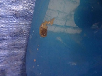 фото thumb №6, Крышка багажника citroen c3 picasso kgwc