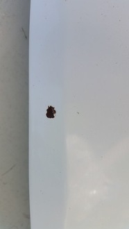 фото thumb №8, Капот перед ford s-max 06-09r b6