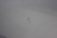 фото thumb №7, Капот крышка двигателя seat toledo iii 2004- ls5v