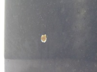 фото thumb №7, Fiat panda i 141 80-03 капот