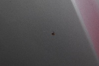 фото thumb №8, Капот кришка двигуна сіра mazda 3 1 i bk 03-06