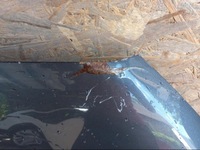 фото thumb №7, Suzuki s-cros s cross 16- капот крышка двигателя