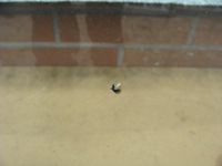 фото thumb №8, Скло лобове передня citroen c4 cactus увага