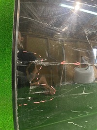 фото thumb №4, Дверь задние левая ford mondeo mk4 универсал